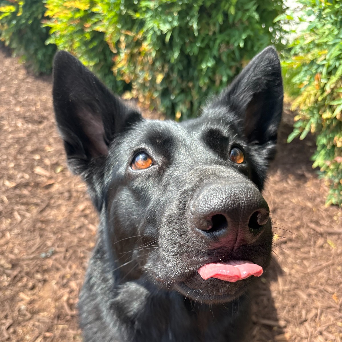 Luci